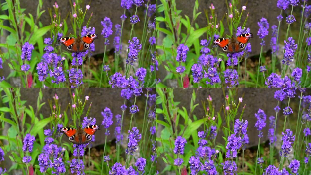 薰衣草灌木花上的彩色蝴蝶