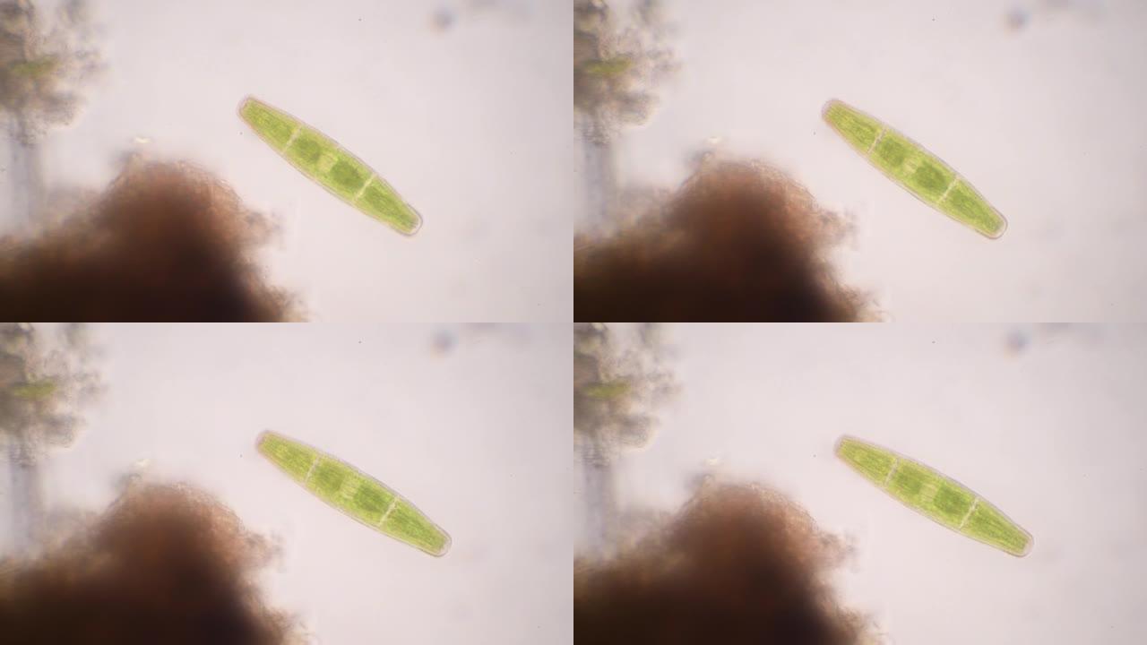 硅藻，淡水硅藻，显微镜