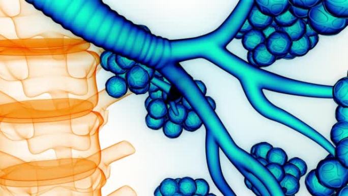 具有肺泡解剖动画概念的人体呼吸系统肺