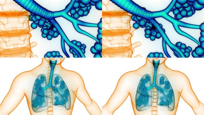 具有肺泡解剖动画概念的人体呼吸系统肺