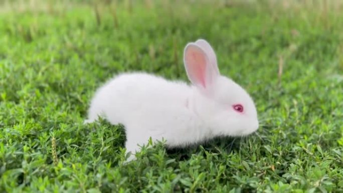 一只白色的小家兔正在绿色的院子里吃草，看着镜头。