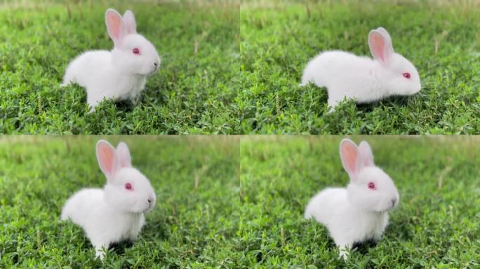 一只白色的小家兔正在绿色的院子里吃草，看着镜头。