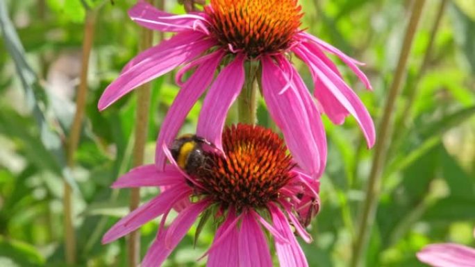 蓬松的大黄蜂昆虫坐在紫锥菊东方紫锥花上喝花蜜