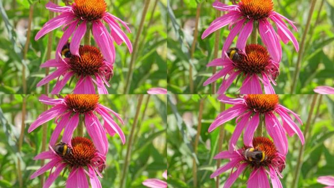 蓬松的大黄蜂昆虫坐在紫锥菊东方紫锥花上喝花蜜