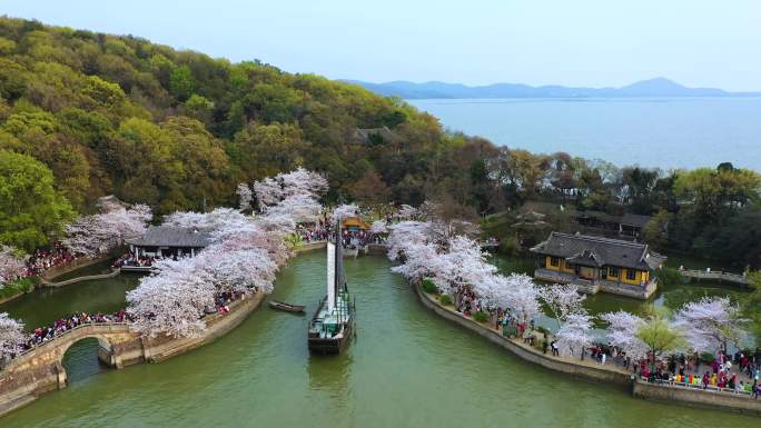 江苏无锡鼋头渚景区樱花