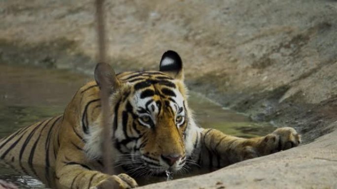 雄性皇家孟加拉虎在游泳池中放松和喝水