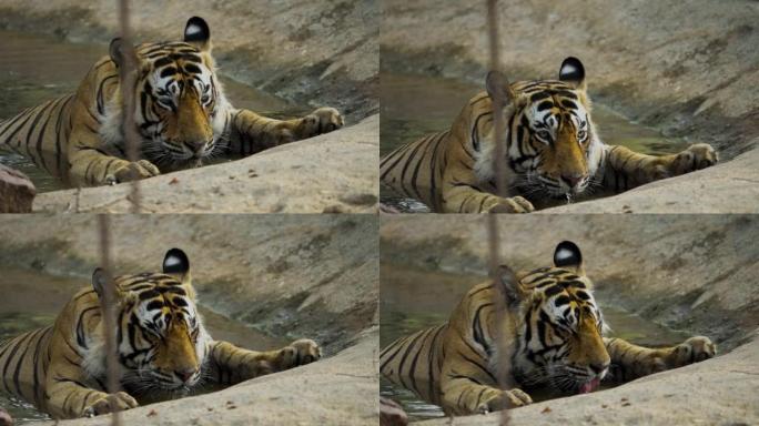 雄性皇家孟加拉虎在游泳池中放松和喝水