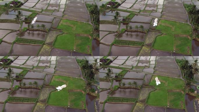 白色风筝在稻田上空飞翔，无人机的高角度射击