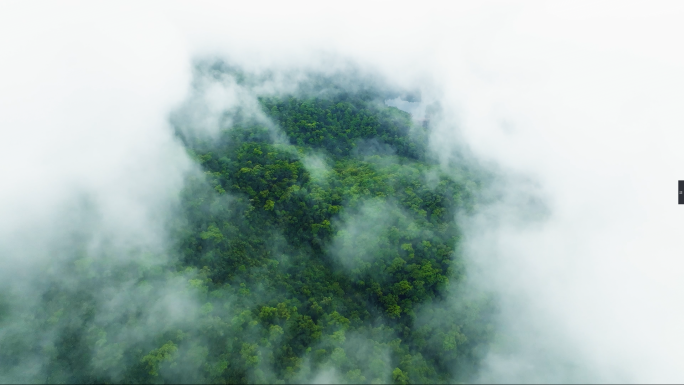 原始森林 云雾森林（30组镜）