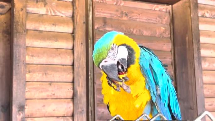 A blue-and-yellow macaw eats a nut while sitting o