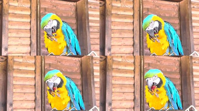 A blue-and-yellow macaw eats a nut while sitting o