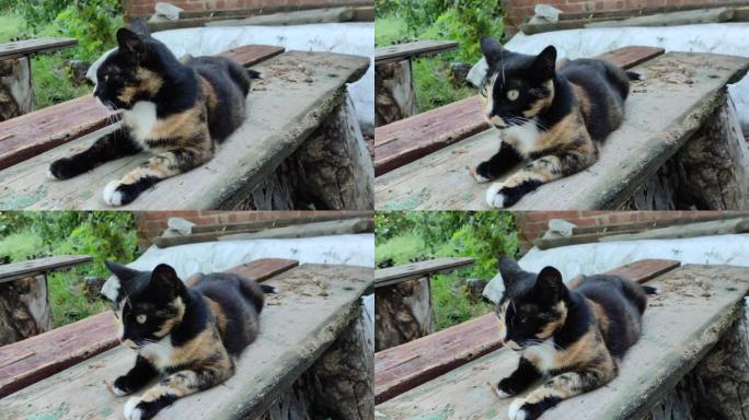 美丽的玳瑁猫躺在长凳上