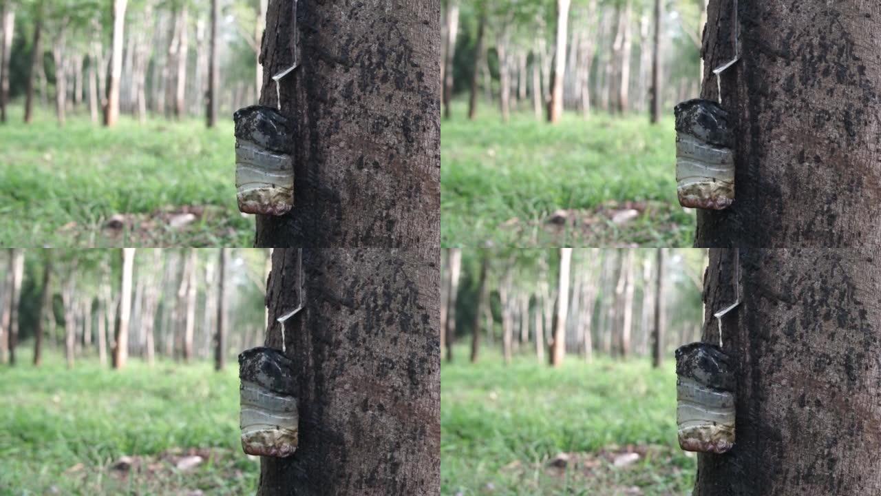 橡胶树液攻丝过程中，瓶子的选择性聚焦挂在橡胶树上