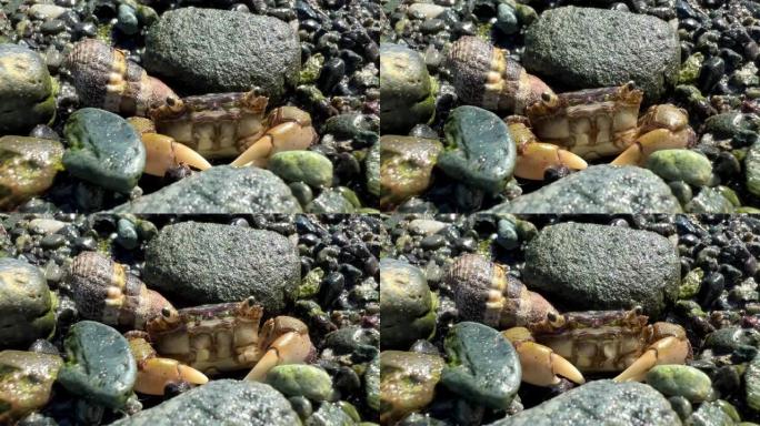 生物课教育共犯螃蟹的生活小螃蟹像海洋中的变色龙两栖动物一样在石头上筑起避难所，太平洋生活在捕食者的藏