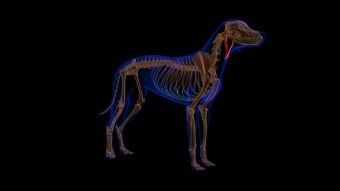 抑郁症耳肌狗肌肉解剖医学概念3D动画