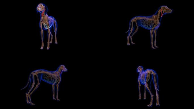 抑郁症耳肌狗肌肉解剖医学概念3D动画