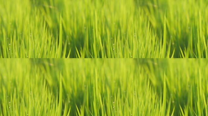 Dusk, paddy field after rain, rice seedlings with 