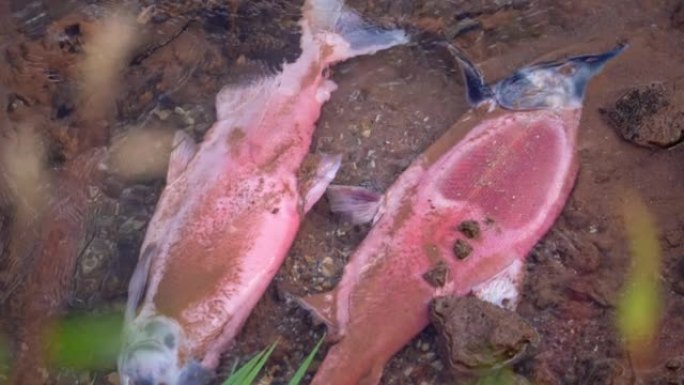 Kokanee鲑鱼在绵羊溪火焰峡谷中产卵并死亡后死亡