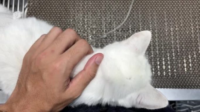 手抚摸一只白猫