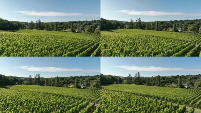 法国波尔多葡萄酒产区的葡萄园