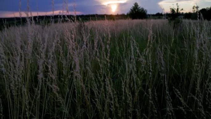 干燥的羊茅田地，夏季日落时分的草地羊茅草