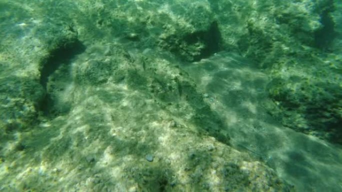 与五颜六色的鱼一起浮潜时海床的美丽景色。希腊。