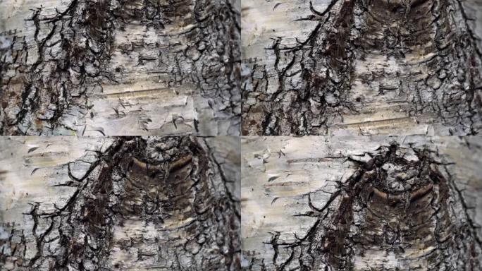 白桦树皮表面的多莉照片。桦树的宏观幻灯片。