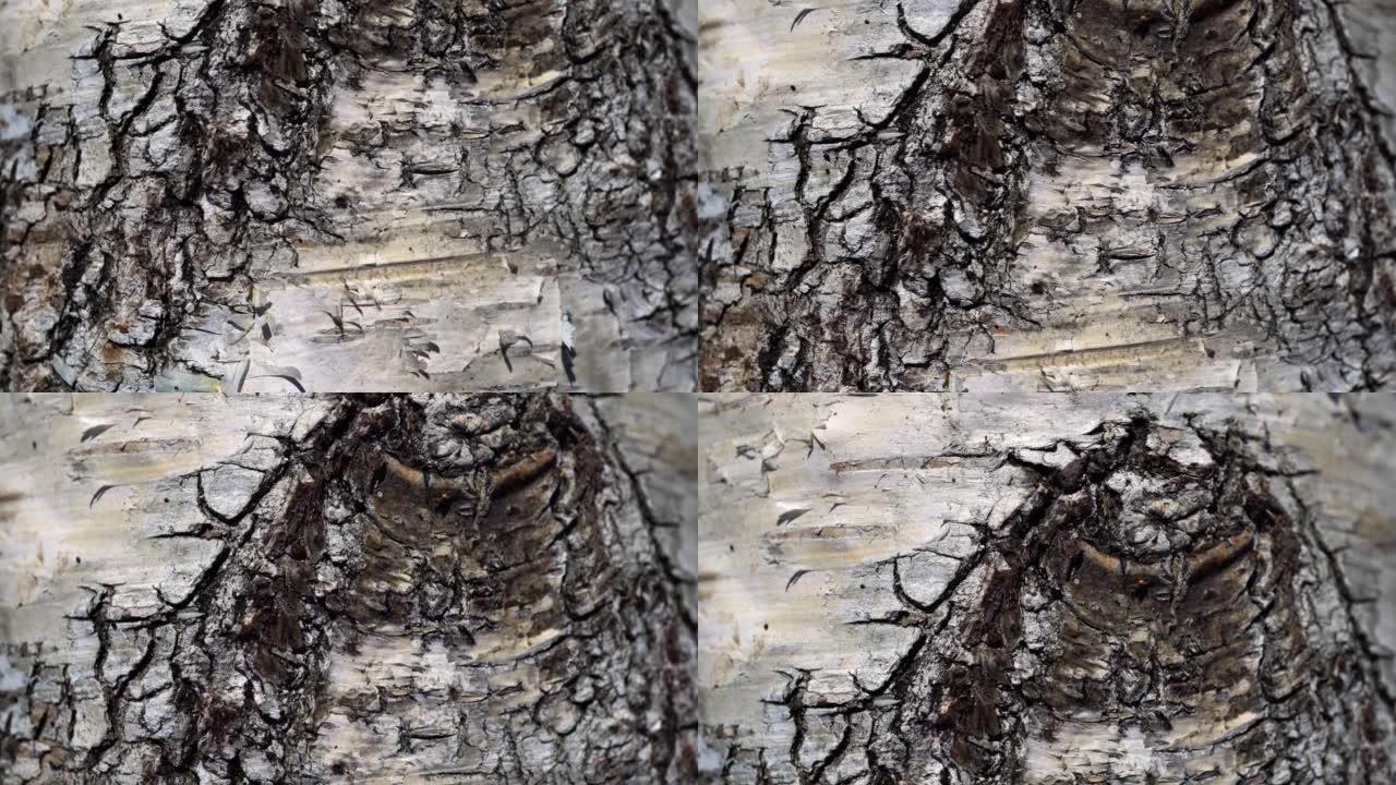 白桦树皮表面的多莉照片。桦树的宏观幻灯片。