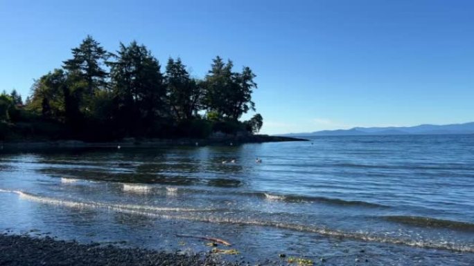平静的太平洋海滩看起来像温哥华岛上的某种小湖或大海许多小浪平静无风针叶树可见