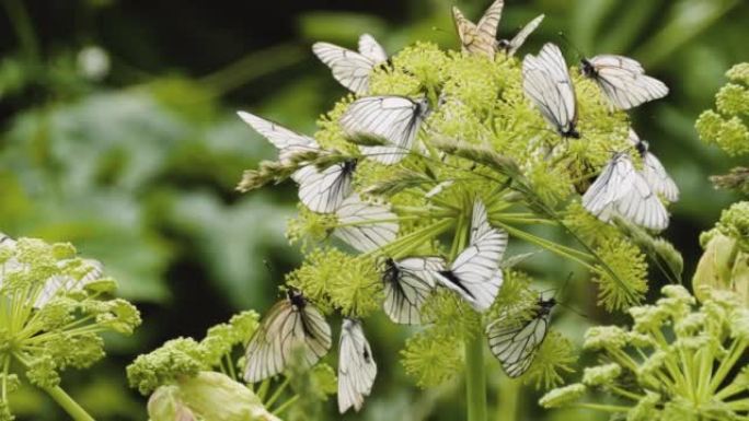 Aporia crataegi，植物上的黑色脉白色蝴蝶