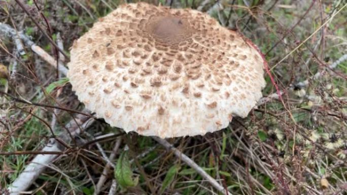 雨中草地上的蘑菇。生长在草地上的蘑菇。
