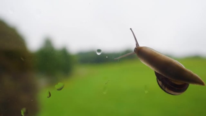 雨后在窗户玻璃上爬行的大葡萄蜗牛。窗户上的雨滴。野生动物生态，保护环境。野生动物。蜗牛在玻璃上爬行，