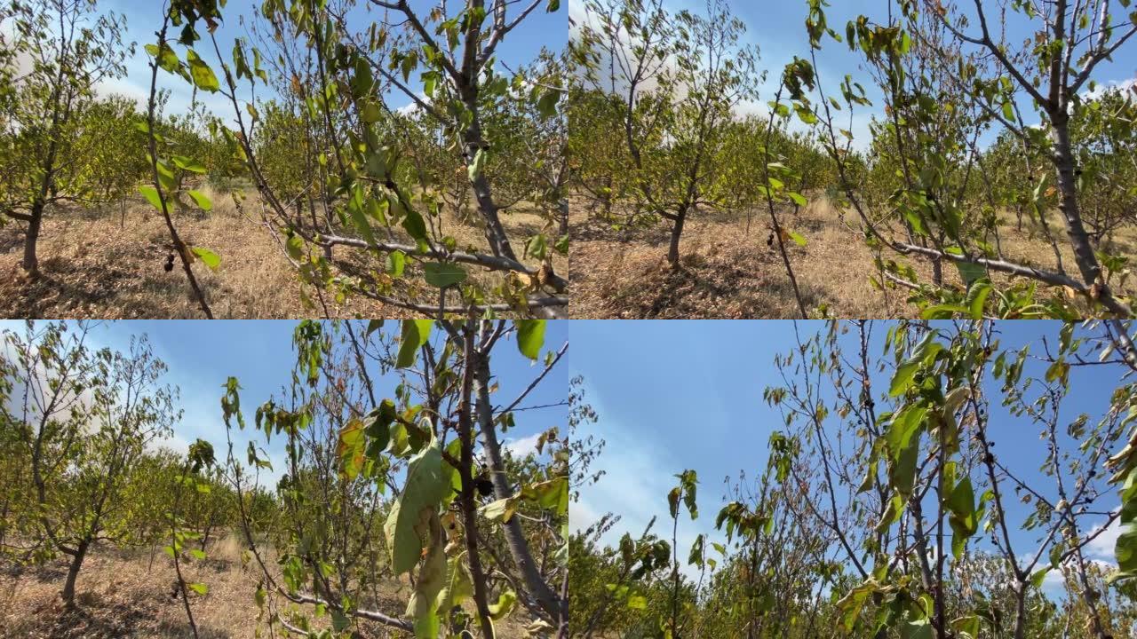 干旱气候和热浪破坏了樱桃树作物