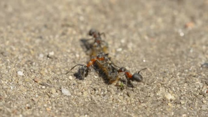 两只红蚂蚁在爱沙尼亚拉了一个大死虫