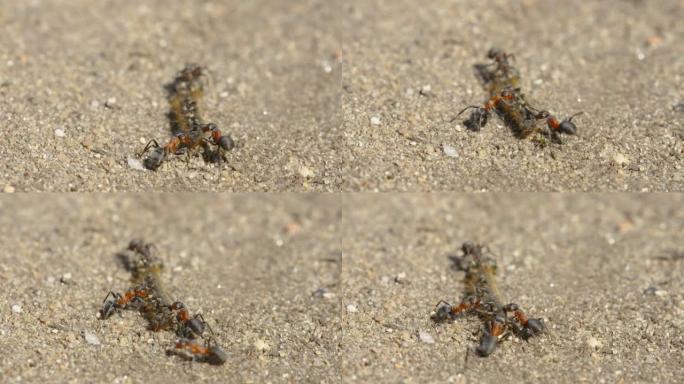 两只红蚂蚁在爱沙尼亚拉了一个大死虫