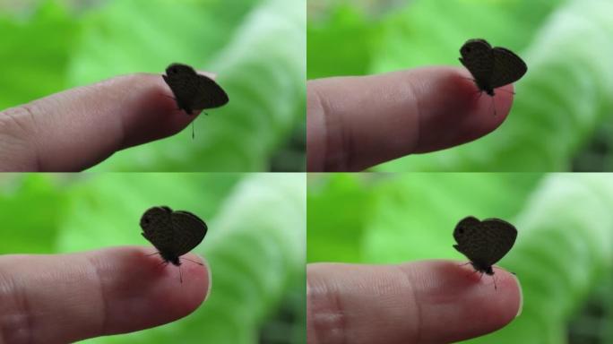 手指上的灰蝶
