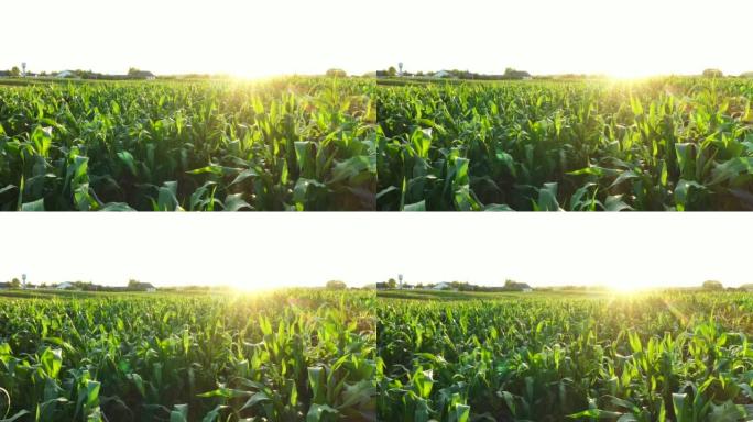 风景如画的农业，背景日落时玉米地和农场