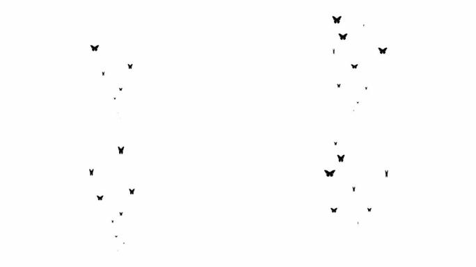 动画黑蝴蝶从下往上飞。飞蝶的喷泉。夏天的概念。矢量插图孤立在白色背景上。