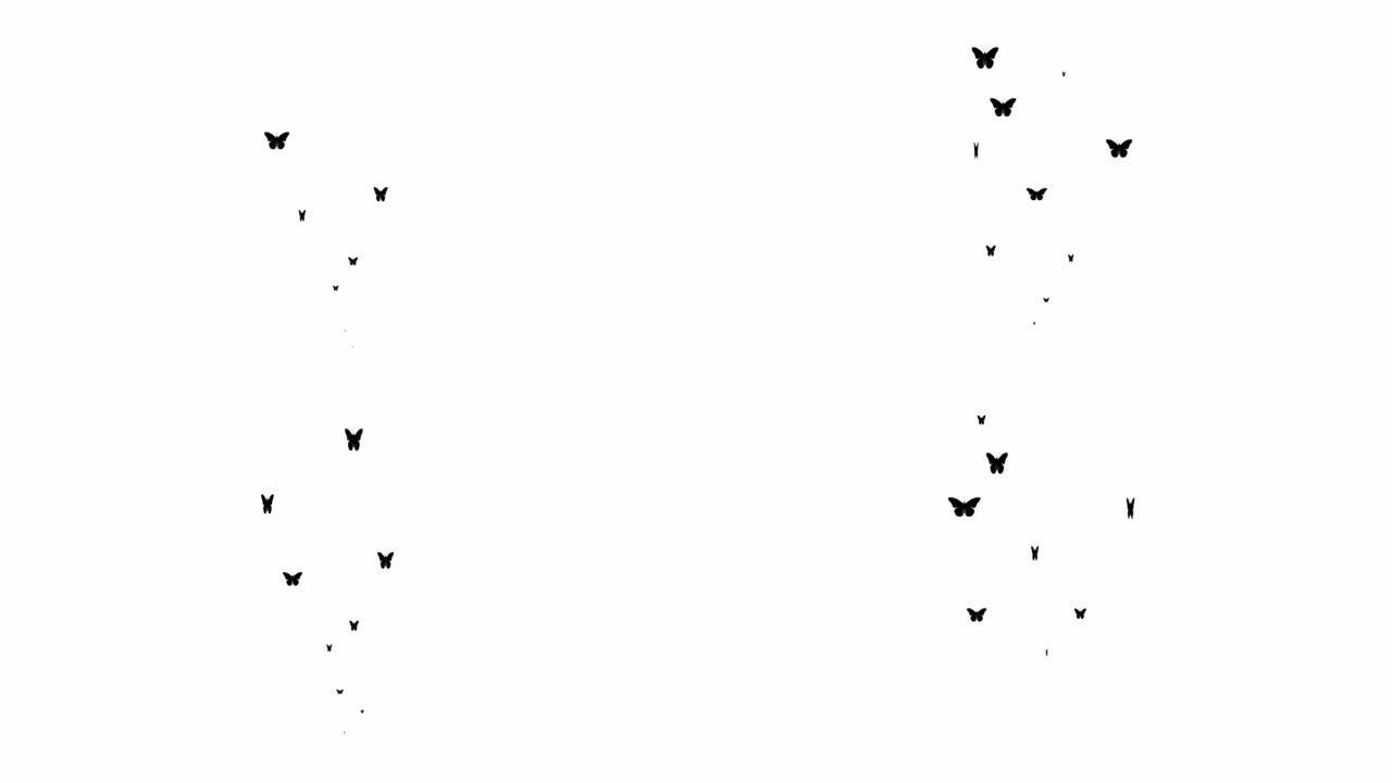 动画黑蝴蝶从下往上飞。飞蝶的喷泉。夏天的概念。矢量插图孤立在白色背景上。