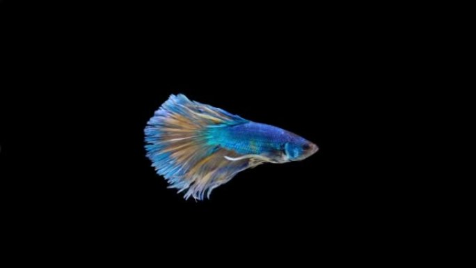 Blue and yellow color Siamese fighting fish