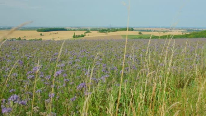 Purple flowering plants, agriculture field. Lacy p