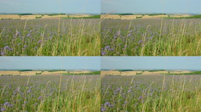 Purple flowering plants, agriculture field. Lacy p