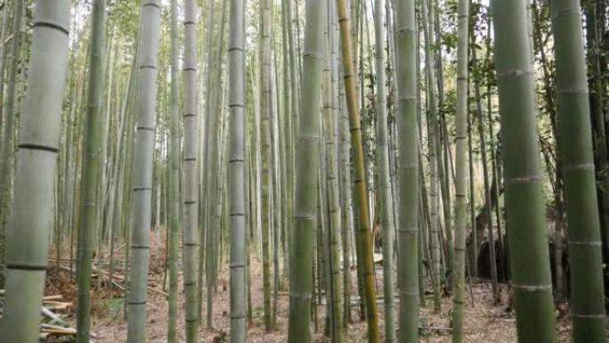漫步日本岚山的竹林。
