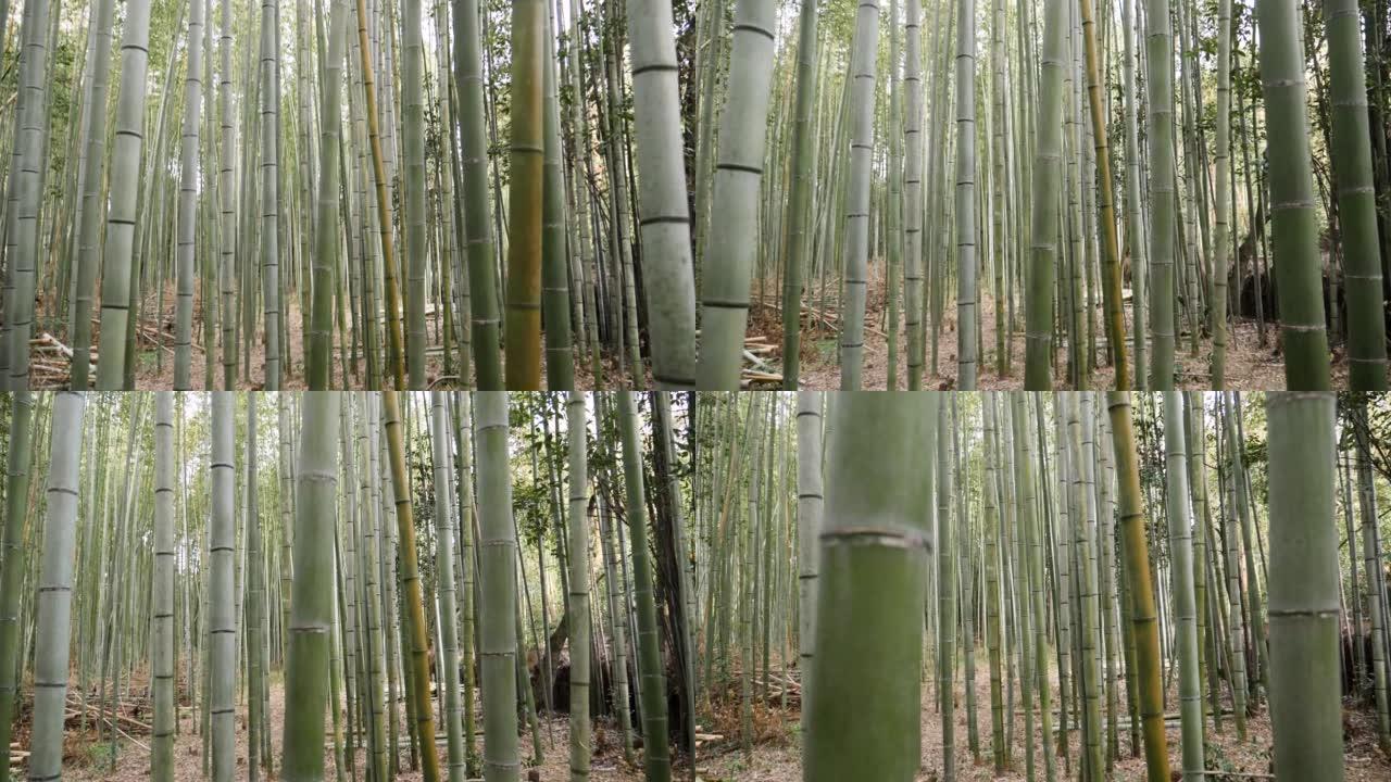 漫步日本岚山的竹林。