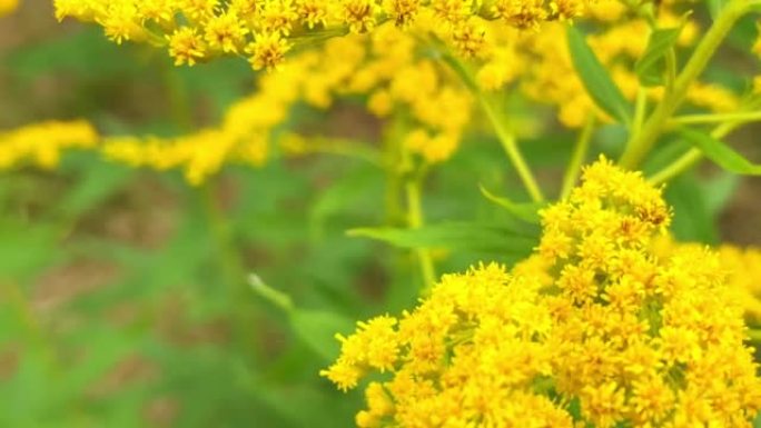 对花粉和植物过敏。在苏美尔的日子里，黄色的花和温暖的阳光。昆虫正在研究豚草花。
