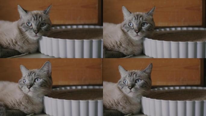 可爱的猫咪躺着的4k视频片段打了个盹。