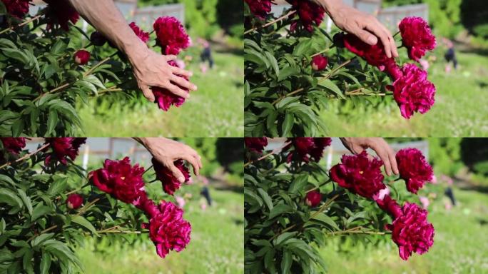 手正在触摸花朵。花园里的鲜花。手碰到花蕾。