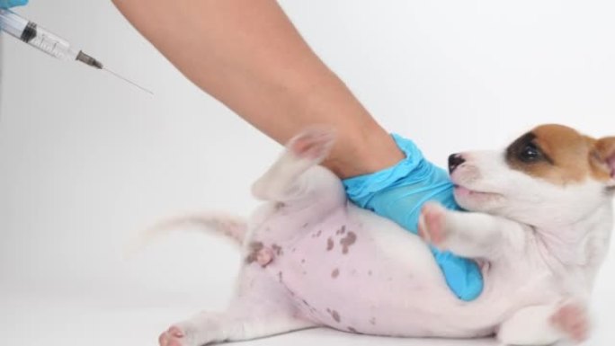 兽医抱着一只杰克罗素梗小狗打针。