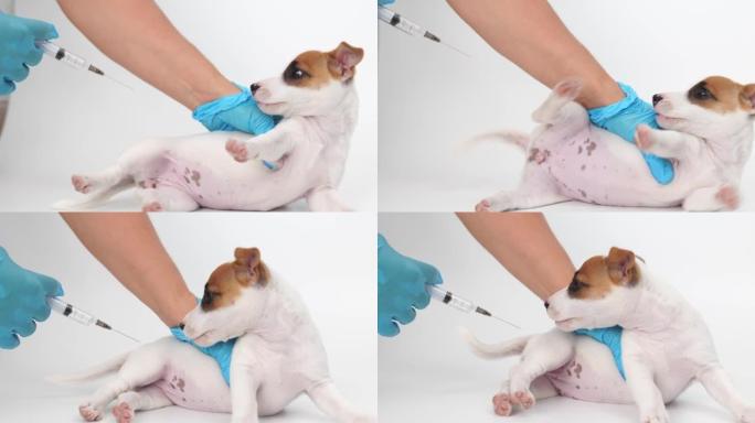 兽医抱着一只杰克罗素梗小狗打针。