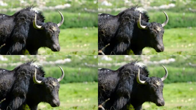 绿色草原 西藏  牦牛合作社 山上牦牛